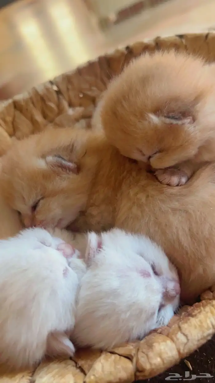 للتزاوج بسعر 200 قط برتش مسجل يوجد قطط للبيع من الانتاج 2