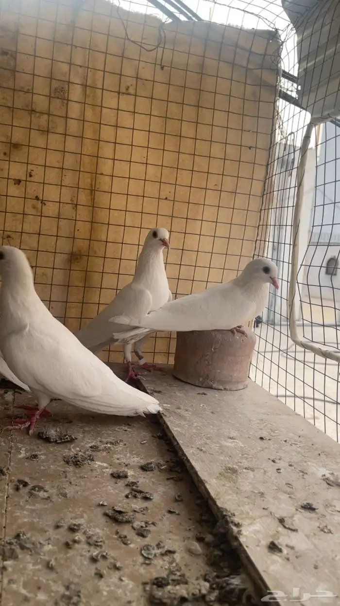 جوز صنعاني 3