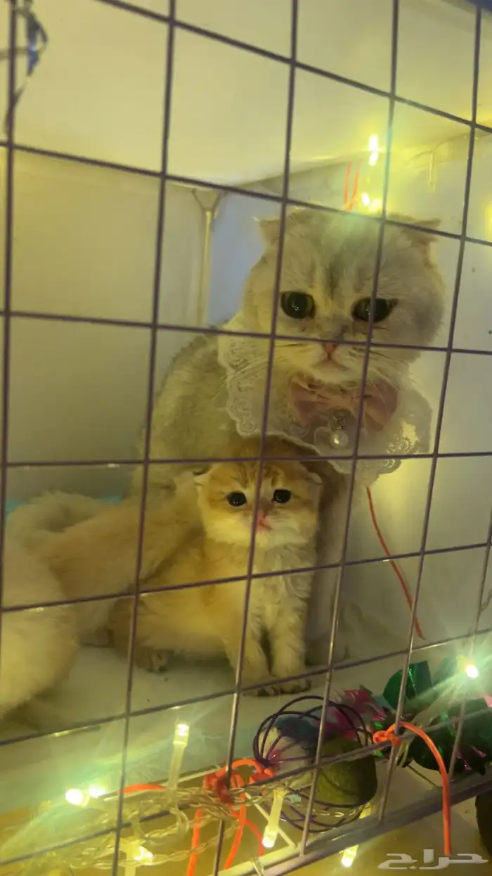 للتزاوج بسعر200 قط برتش مسجل يوجدقطط للبيع 2