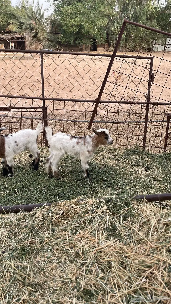 عنز قزميه معها تيسين 2