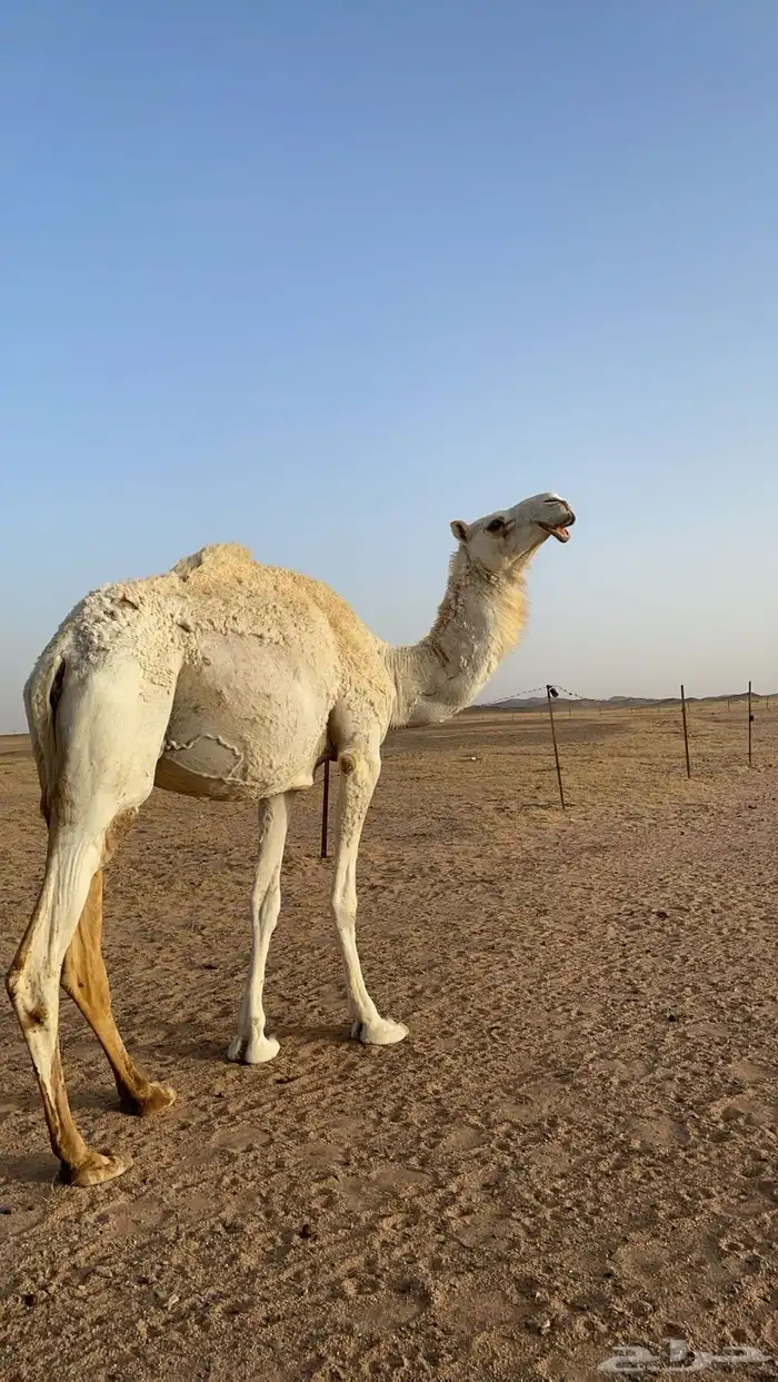 ناقه ضريبه مشروطه 0