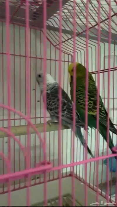 زوج باجي انقليزي و انثي انجليزي 1