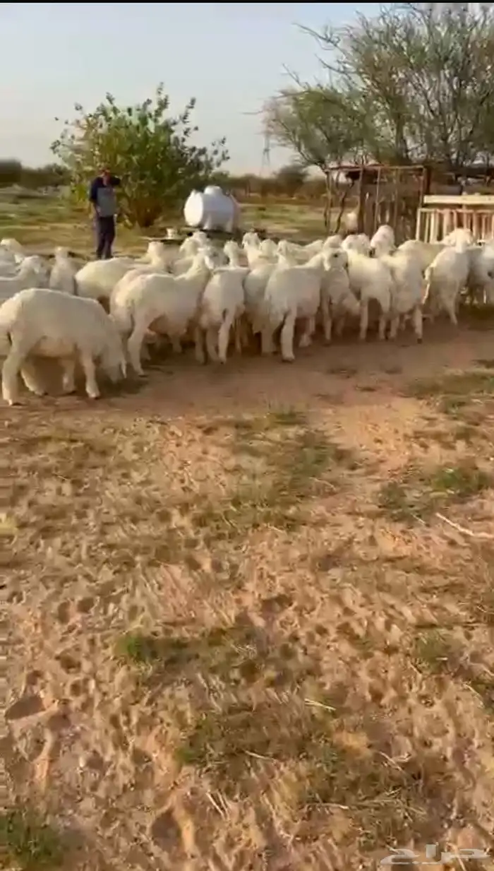 طليان ضحايا للبيع 1