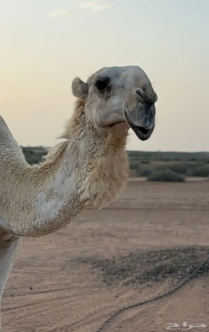 قعود مزاين باتلي فاخر على زمل ابو عجاريد للبيع او بدل سياره 0