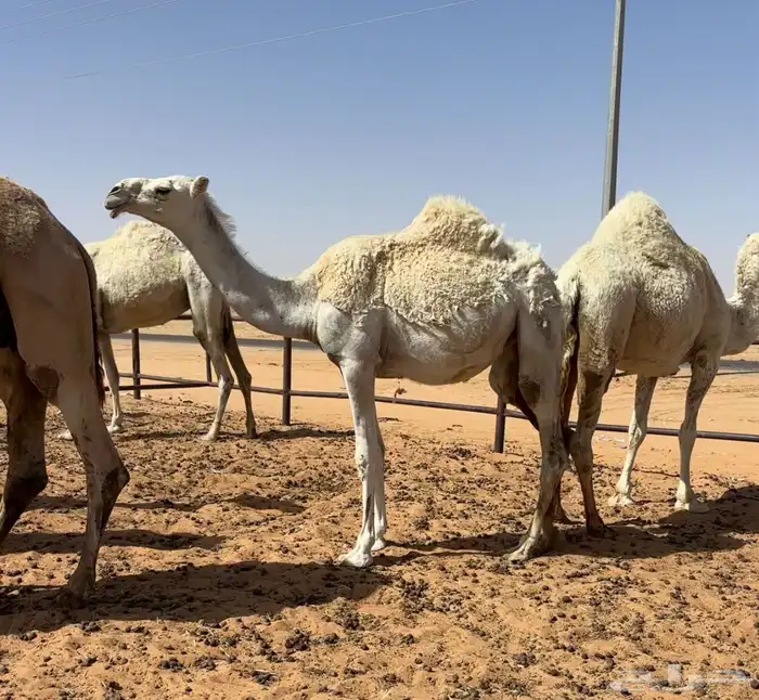 بكره مفروده طيبه 2