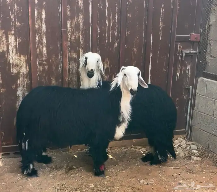 طليان نجد جذعان طيبة بالحيل 4