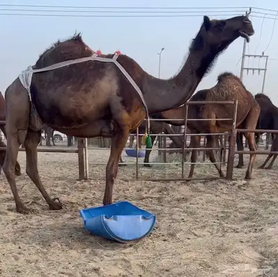 ضروبه مجهم كفو. 0