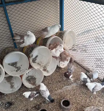 حمام جوزين رقاص ثلاثة اجواز حب رمان فرده ذكر فلونكا 0