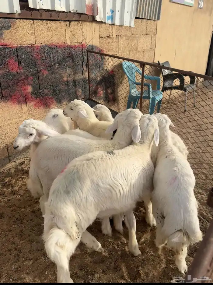 طليان حريات ( تم البيع ) 3