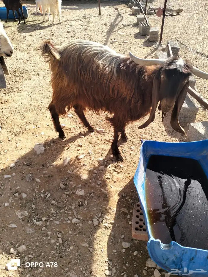 تيس قبرصي 0