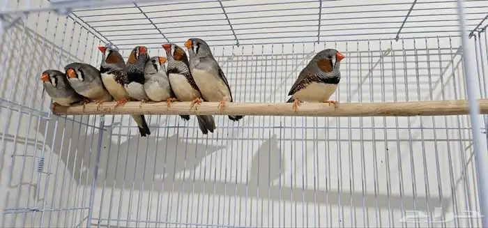 ازواج زيبرا في الجبيل 1
