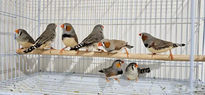 ازواج زيبرا في الجبيل 5