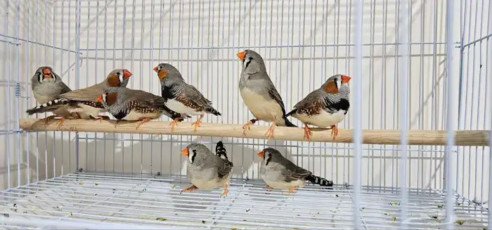 ازواج زيبرا في الجبيل 4