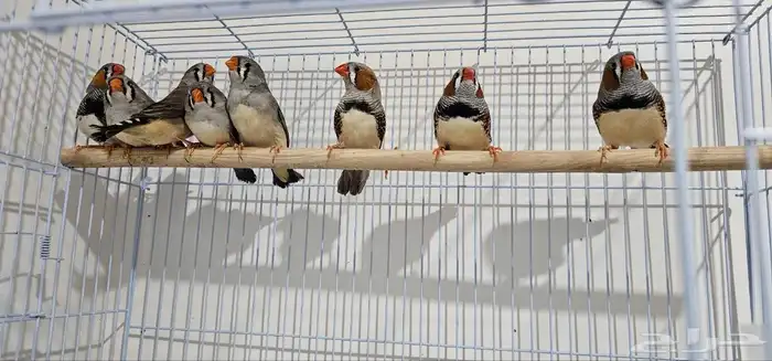 ازواج زيبرا في الجبيل 2