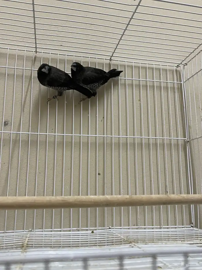 بنقليز طفرة ( تم البيع ) 5