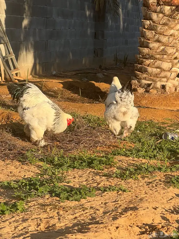 ديك براهما كولومبي 2