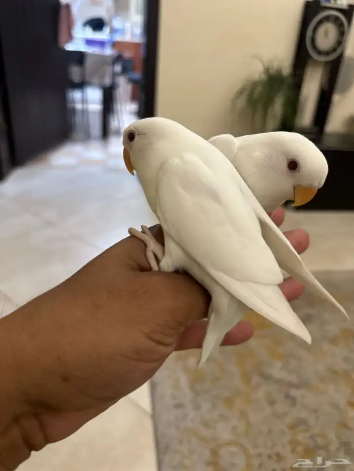 فروخ روز 0