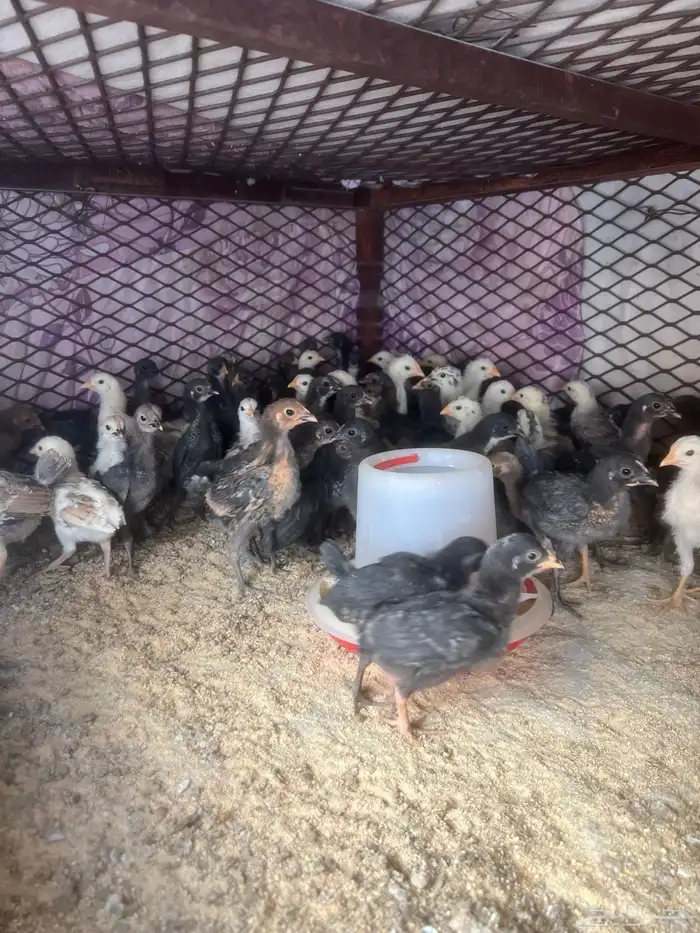 صوص دجاج للبيع 3