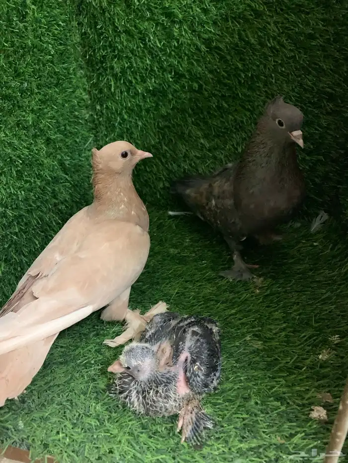 صنعاني منتج 4