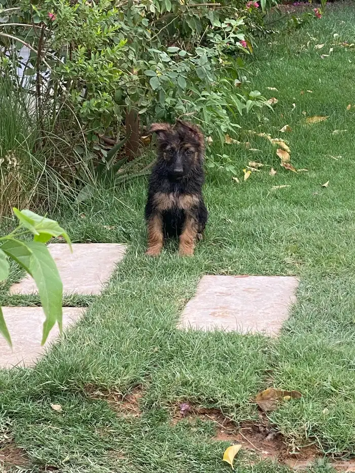 كلب جيرمن شيبرد تم البيع 12