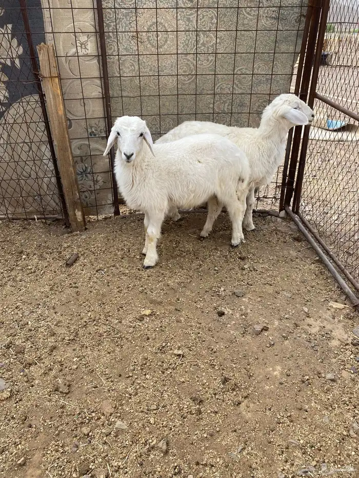 للبيع طليان 0