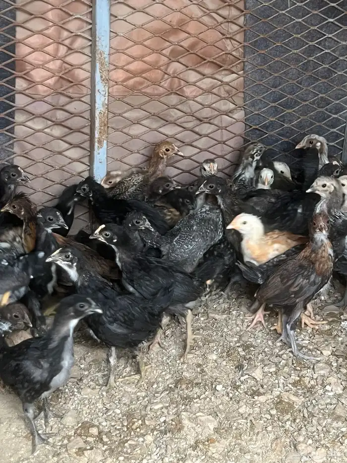 صوص دجاج للبيع 4