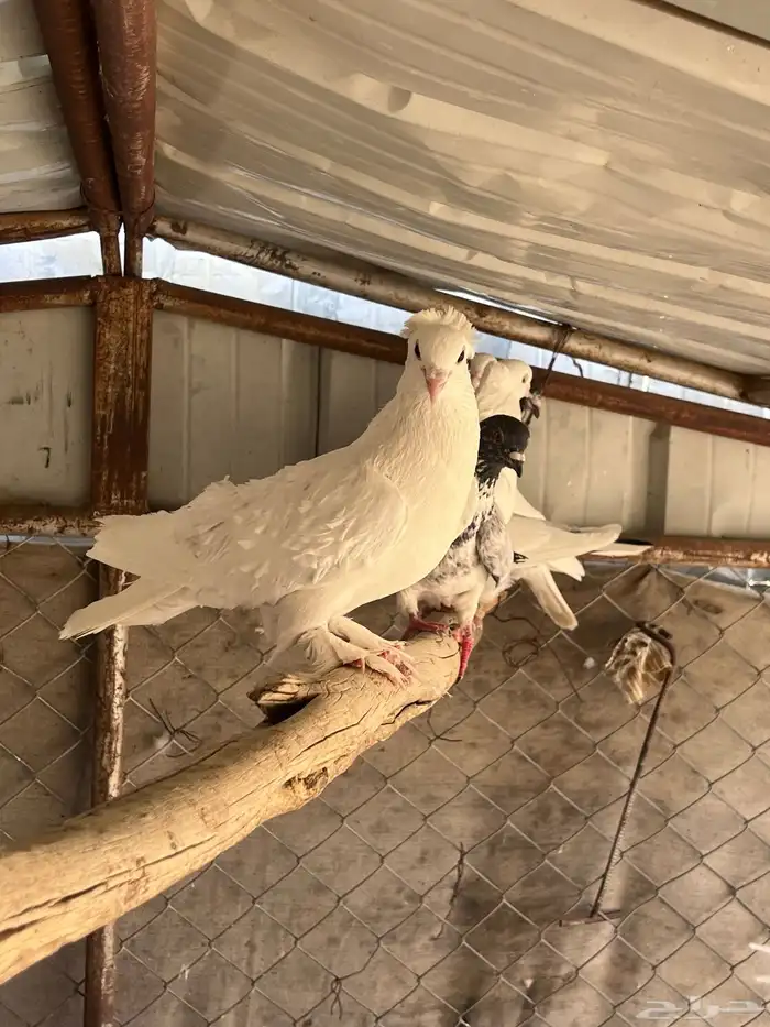 عشة حمام مشكل 5