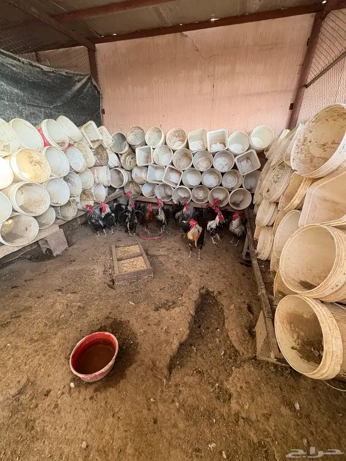 احواش الاعنام 0