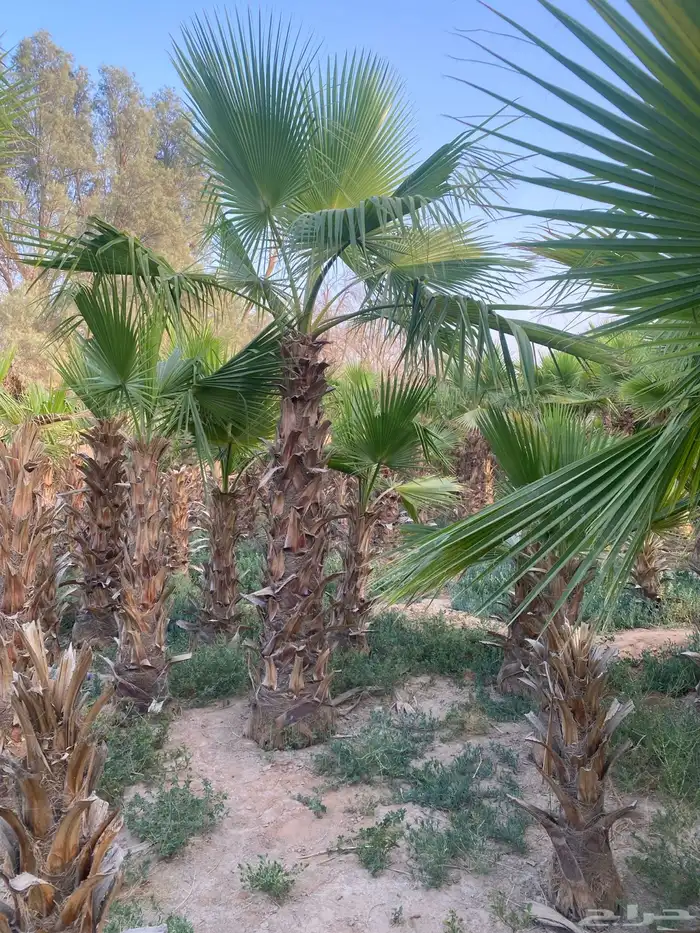 نخل واشنطونيا 4