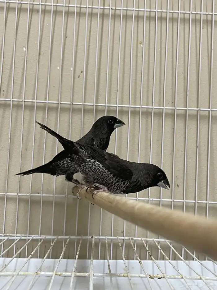 بنقليز طفرة ( تم البيع ) 1