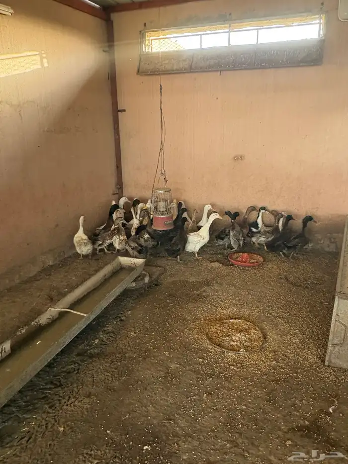 احواش الاعنام 2