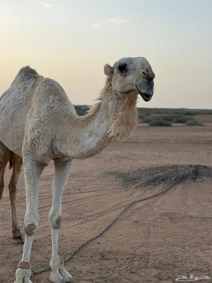 قعود مزاين باتلي فاخر على زمل ابو عجاريد للبيع او بدل سياره 2