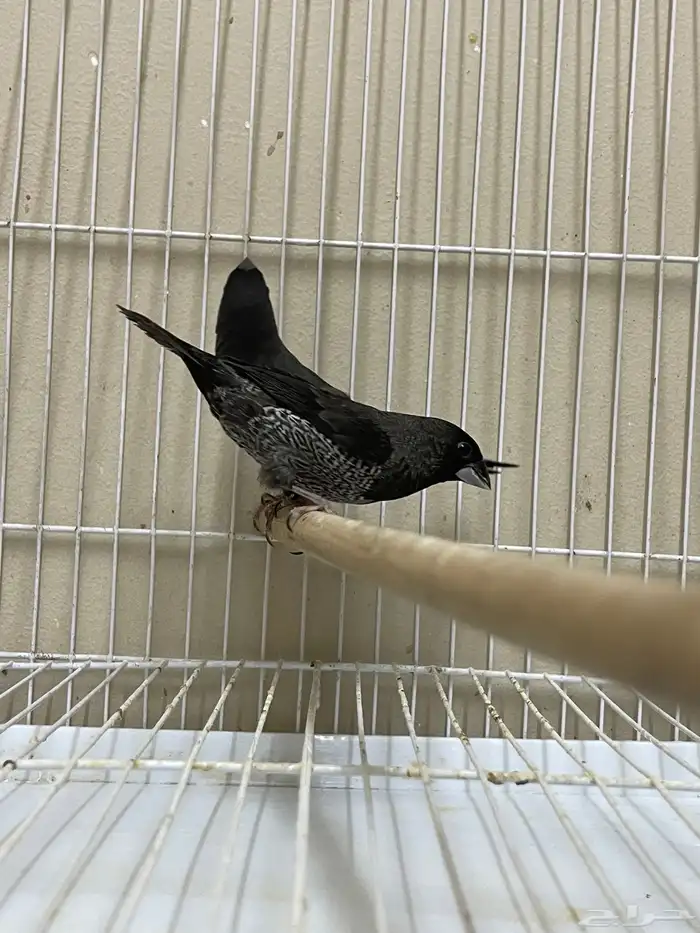 بنقليز طفرة ( تم البيع ) 4