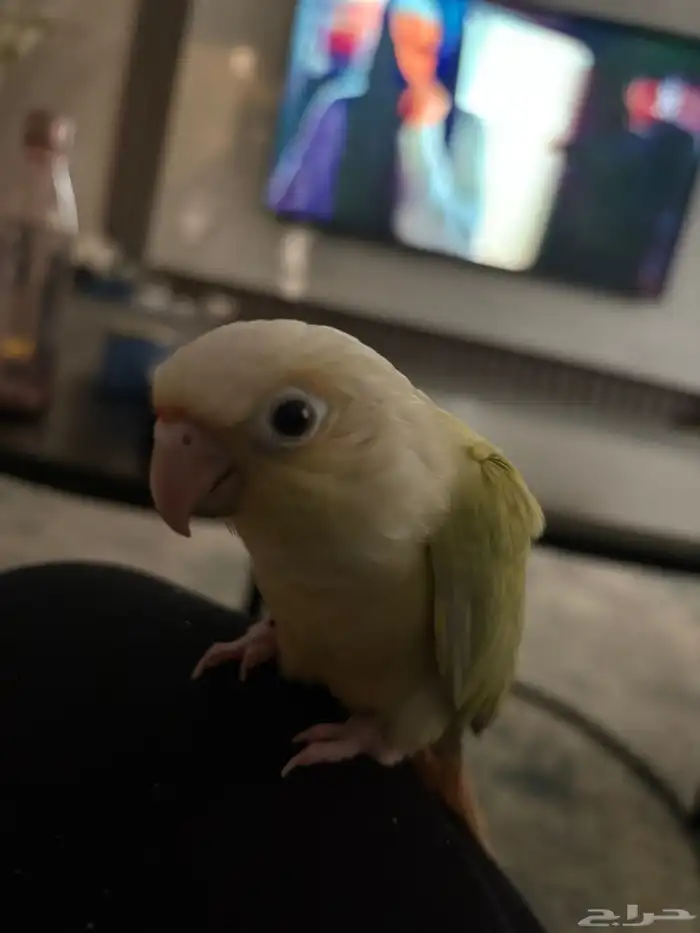 مون شيك اليف هدد 4