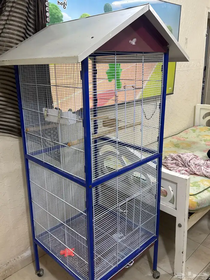 عصافير روز 1