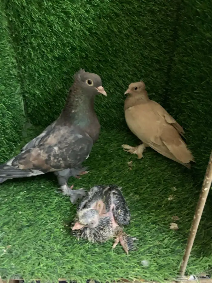صنعاني منتج 2