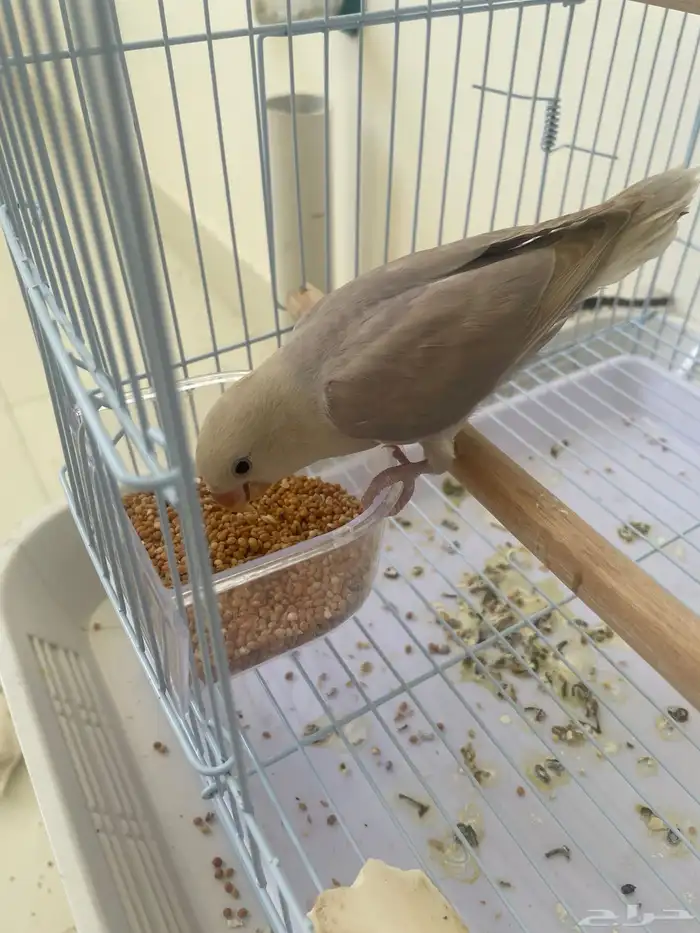 طير روز 0