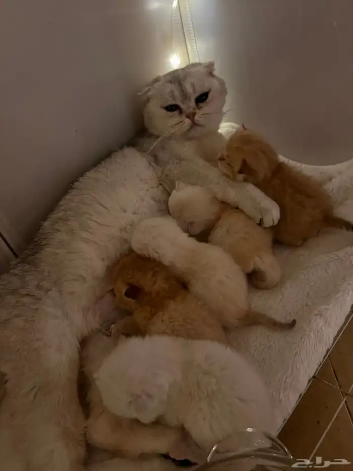 للتزاوج بسعر 200 قط برتش مسجل يوجد قطط للبيع من الانتاج 1