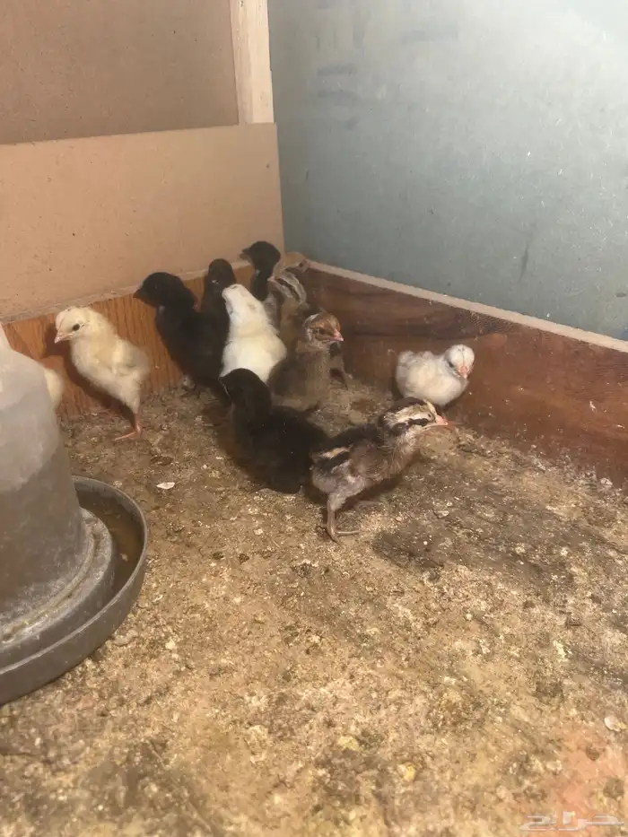 صوص دجاج للبيع 0