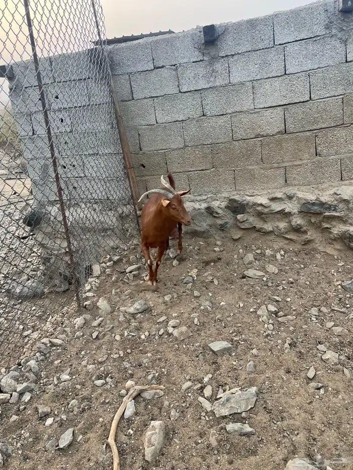 شاه دهما 4