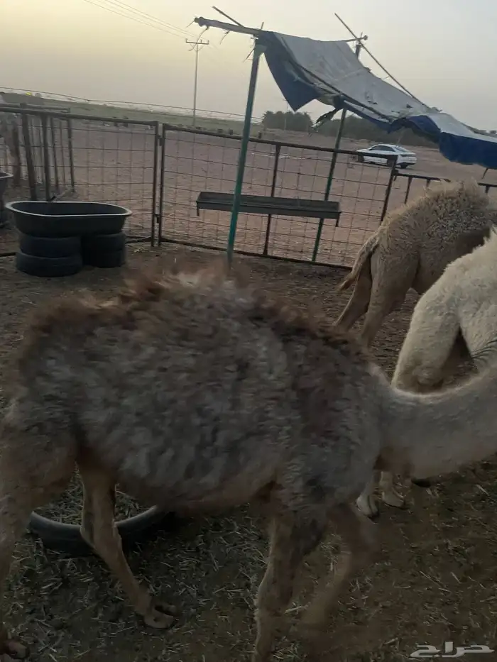 للبيع حيران 5