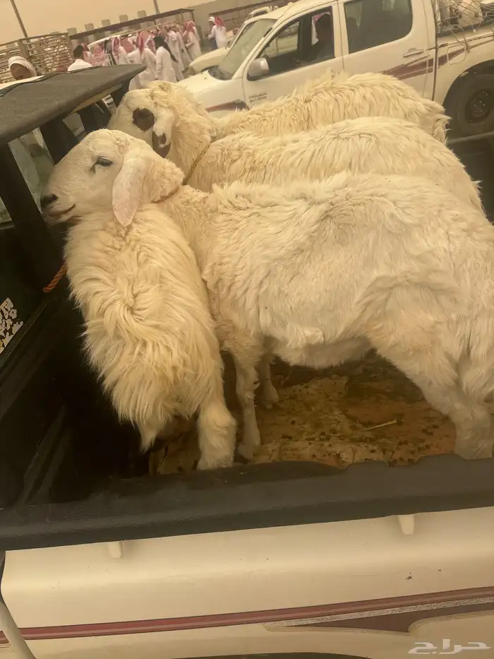 طليان تضحي 2