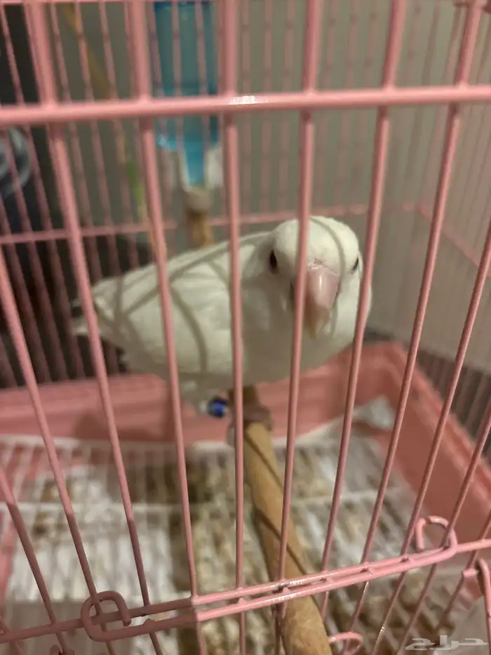 فرخ روز البينو اليف 0