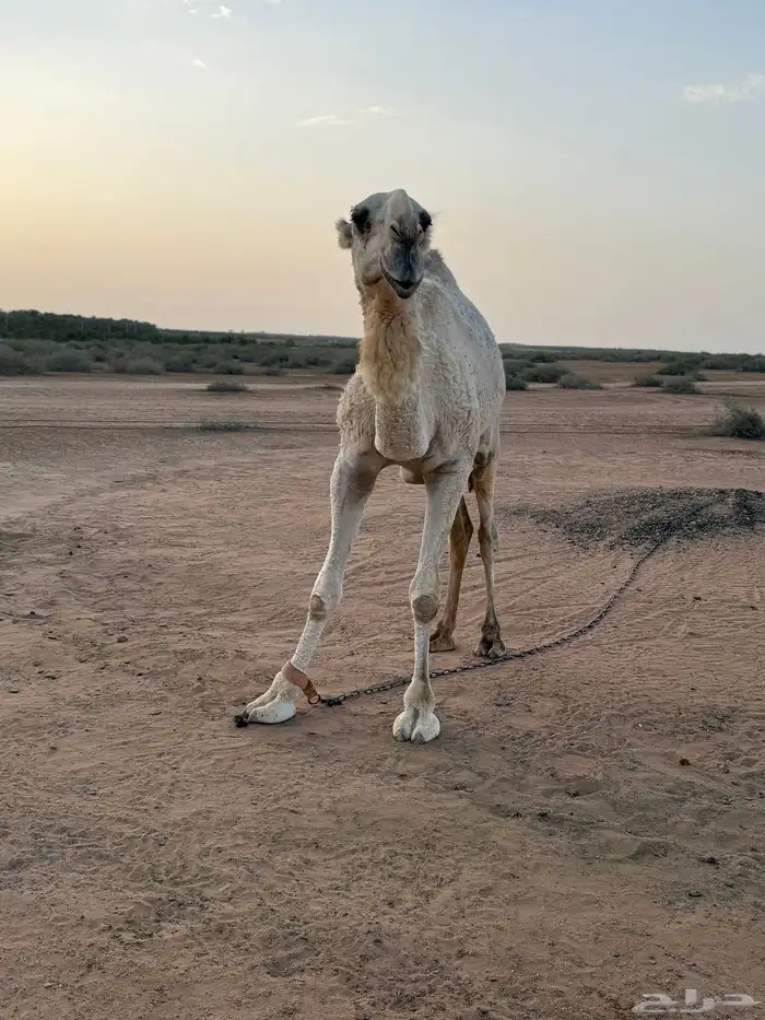 قعود مزاين باتلي فاخر على زمل ابو عجاريد للبيع او بدل سياره 1
