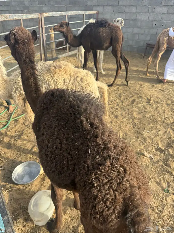 4حشوان تربيه اعمارها من 3شهور في بيشه 1