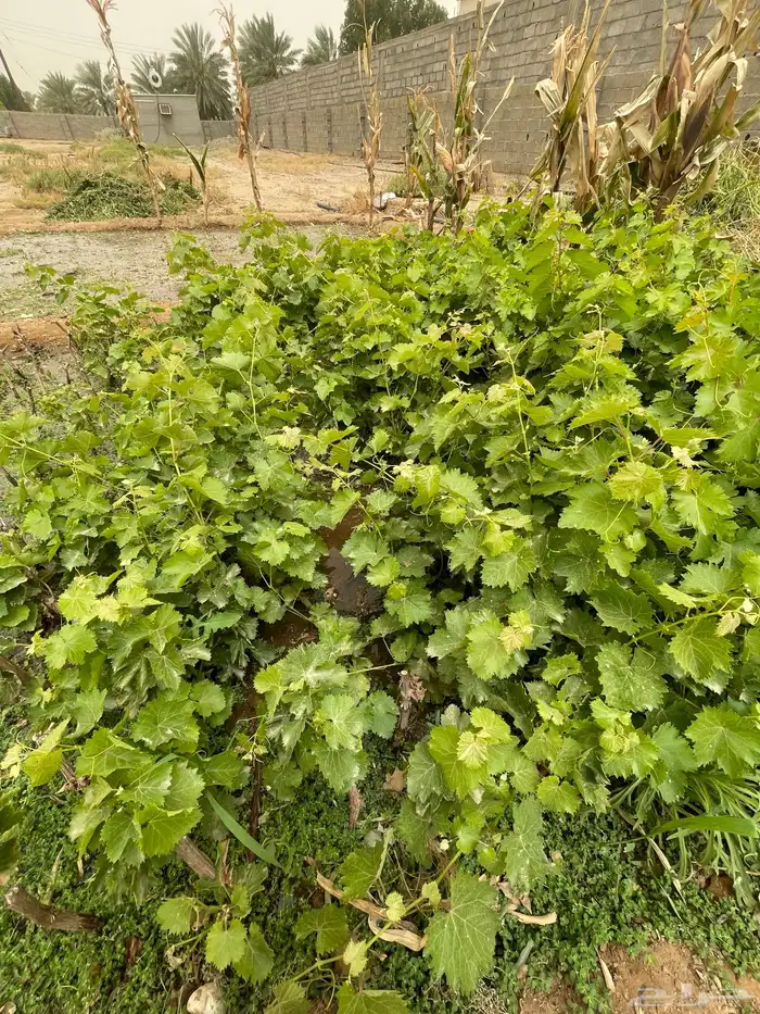 شتلات عنب ثلاثه انوع للبيع بمحافظة الخرمه 0