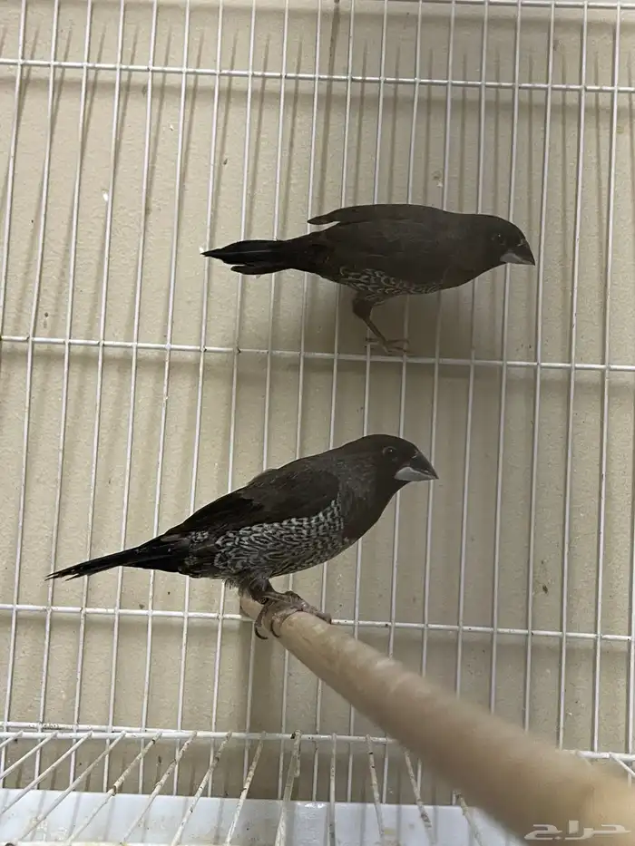 بنقليز طفرة ( تم البيع ) 0