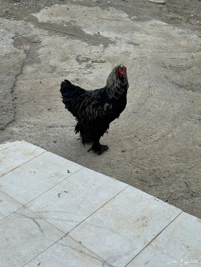 دجاج  براهما توب التوب ماشاءالله 7