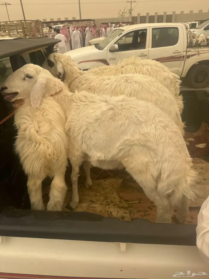 طليان تضحي 0