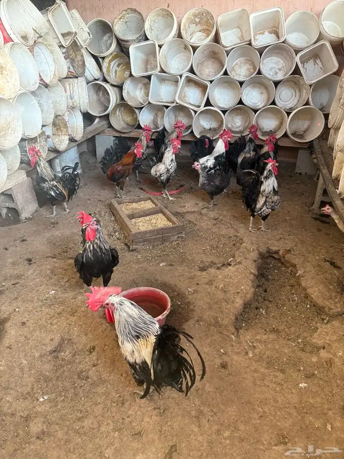 احواش الاعنام 1